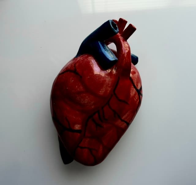 heart